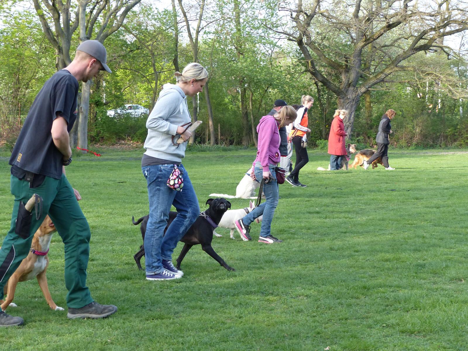 Vorbereitungen zum Wesenstest in Mannheim und Heidelberg Hundeschule