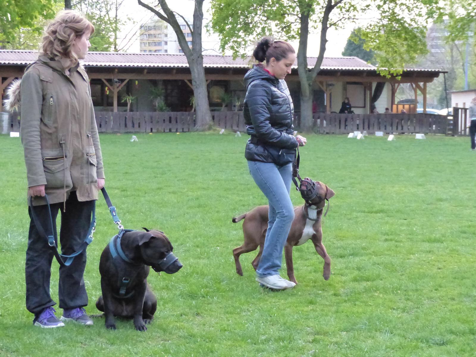 wesenstest hund vorbereitung
